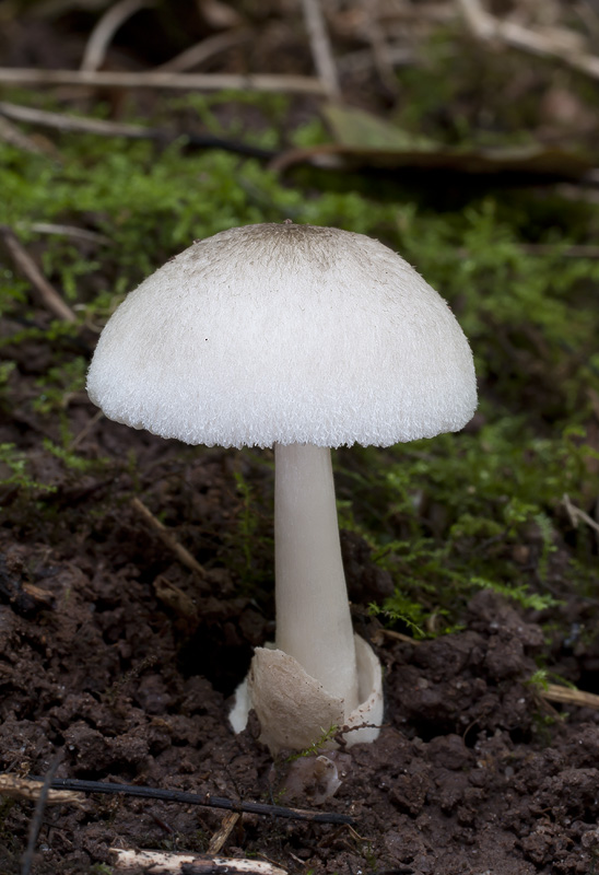 Volvariella murinella